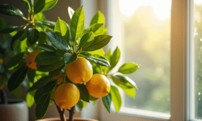 Citronnier en pot près d'une fenêtre lumineuse avec citrons éclatants