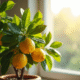 Citronnier en pot près d'une fenêtre lumineuse avec citrons éclatants