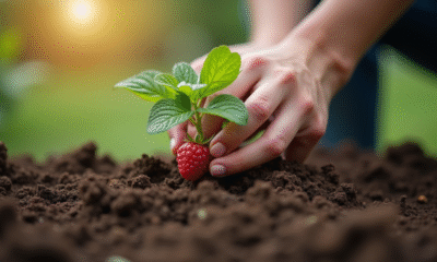 Mains de jardinier plantant une jeune framboise dans la terre