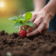 Mains de jardinier plantant une jeune framboise dans la terre